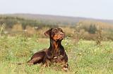 DOBERMANN 451